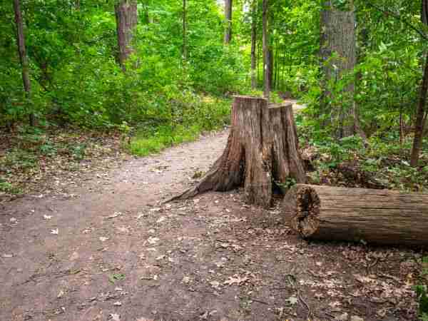 Nature Trail Ontario