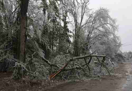Ice Storm Damage Kawartha Lakes 2025